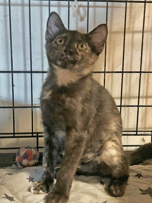 TABITHA - Tortoiseshell / Domestic Short Hair available for adoption