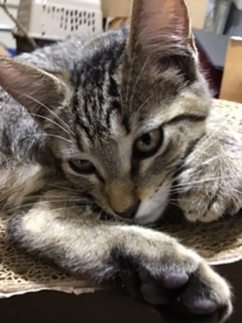 KRYSTAL - Tabby available for adoption