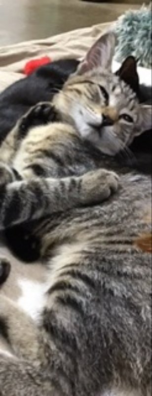 KRYSTAL - Tabby available for adoption