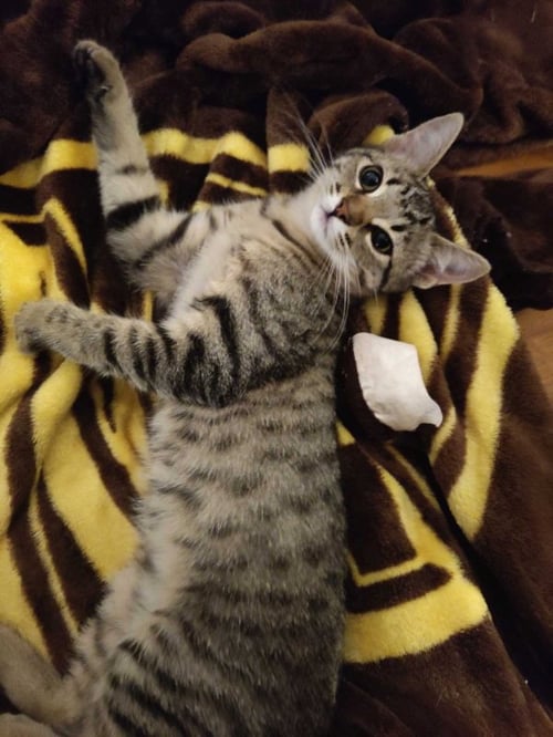 SASSY GIRL - Tabby / Domestic Short Hair available for adoption