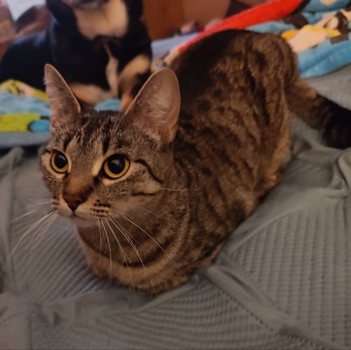 SASSY GIRL - Tabby / Domestic Short Hair available for adoption