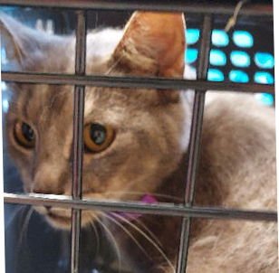 DAVE - Domestic Short Hair available for adoption