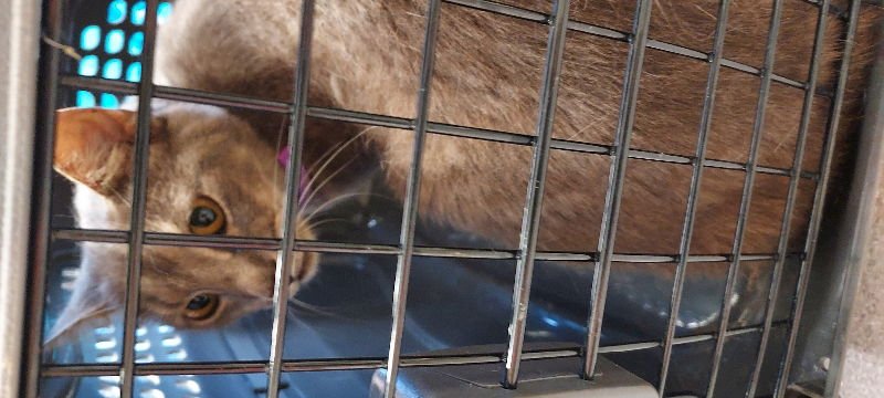 DAVE - Domestic Short Hair available for adoption