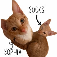 Sophia - Photo 1