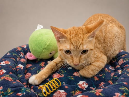 SOPHIA - Tabby available for adoption