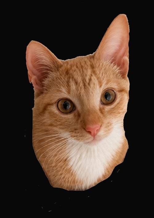 SOPHIA - Tabby available for adoption