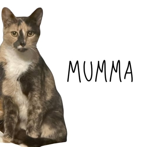 MUMMA