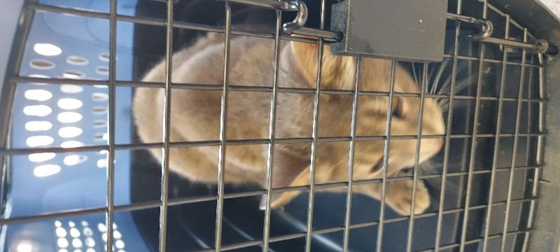 CHUCK - Domestic Short Hair available for adoption