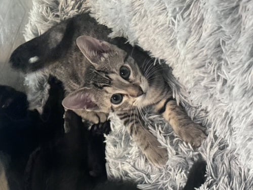 BLITZ - Domestic Short Hair / Tabby available for adoption