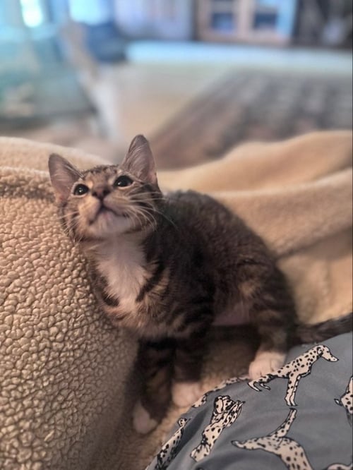 BLITZ - Domestic Short Hair / Tabby available for adoption