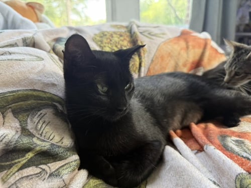 BELLA LUNA - Domestic Short Hair available for adoption