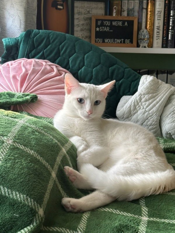 SUGAR - Domestic Short Hair available for adoption