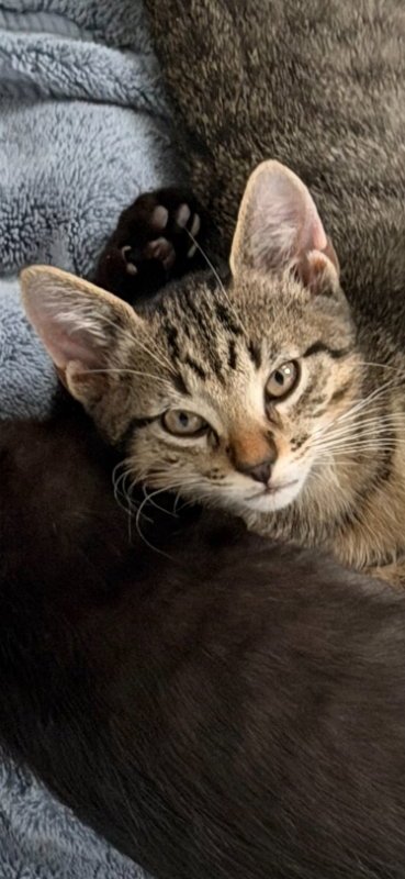 OLIVER - Domestic Short Hair / Tabby available for adoption