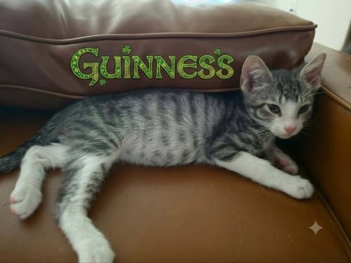 GUINNESS - Domestic Short Hair / Tabby available for adoption