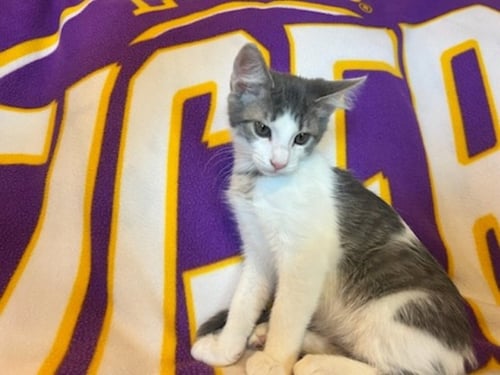 SPOT - Tabby / Domestic Short Hair available for adoption