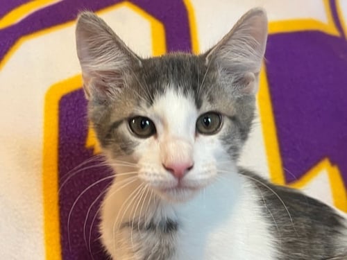 SPOT - Tabby / Domestic Short Hair available for adoption