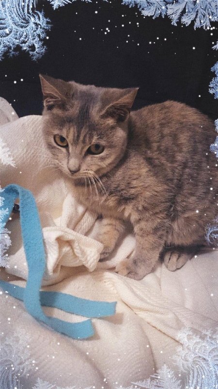 ELLA - Domestic Short Hair / Tabby available for adoption