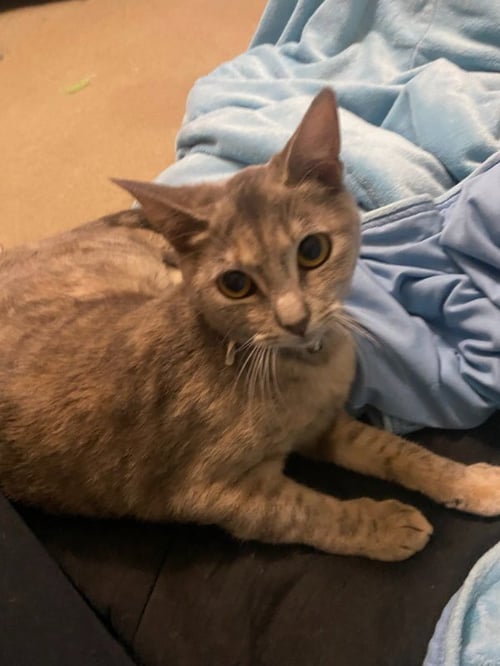 ELLA - Domestic Short Hair / Tabby available for adoption