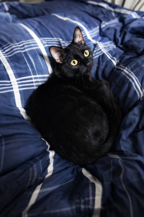 LUIGI - Domestic Short Hair available for adoption