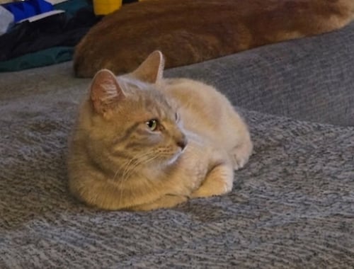 TOOTLES - Tabby / Domestic Short Hair available for adoption