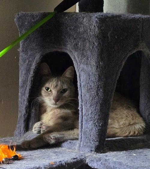 TOOTLES - Tabby / Domestic Short Hair available for adoption