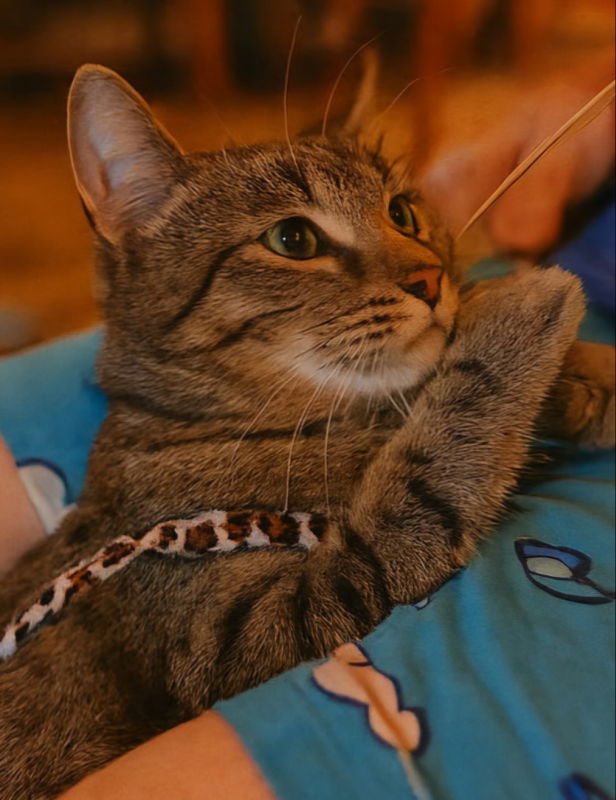 MORSE CODE - Tabby / Domestic Short Hair available for adoption