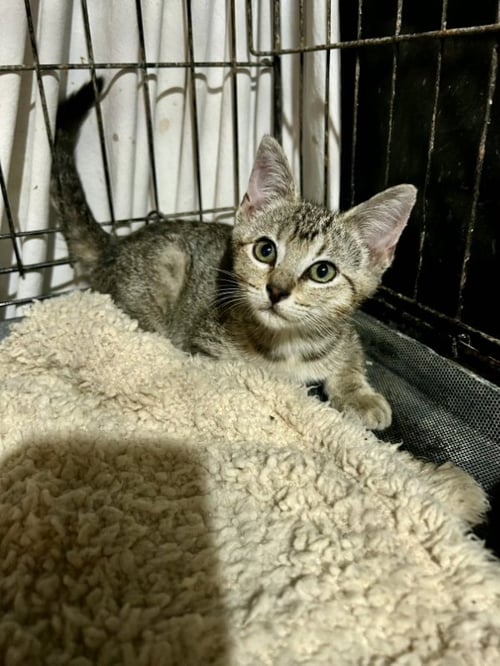 RYLEE - Domestic Short Hair available for adoption