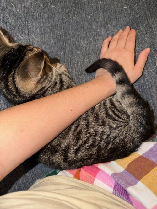 TINY TINA - Tabby / Domestic Short Hair available for adoption
