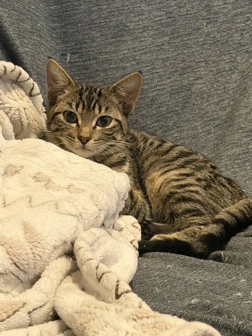 TINY TINA - Tabby / Domestic Short Hair available for adoption