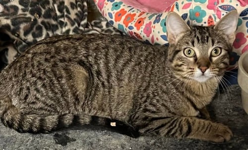 LEXI - Domestic Short Hair / Tabby available for adoption
