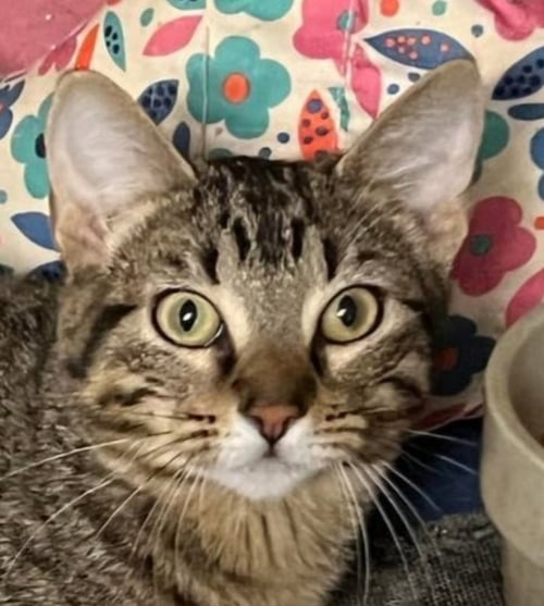 LEXI - Domestic Short Hair / Tabby available for adoption