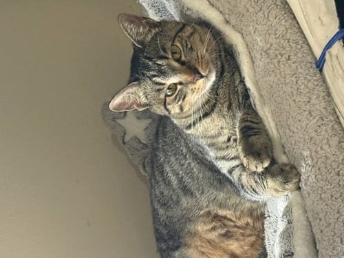 KARLA - Calico / Tabby available for adoption