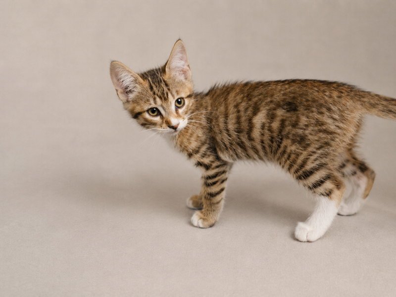 Boudreaux Image