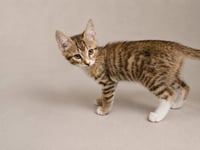 Boudreaux - Photo 1