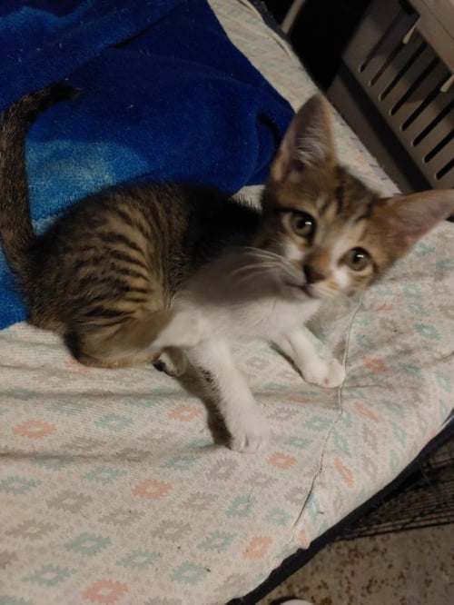 BOUDREAUX - Tabby available for adoption