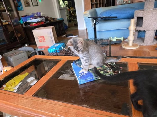 MOSES - Tabby / Domestic Short Hair available for adoption