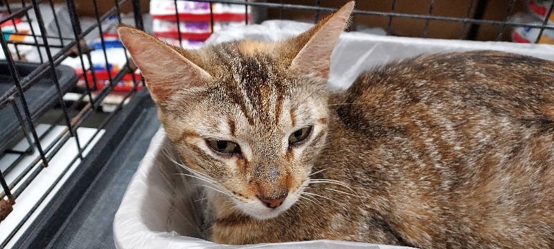 M'LADY - Tabby available for adoption