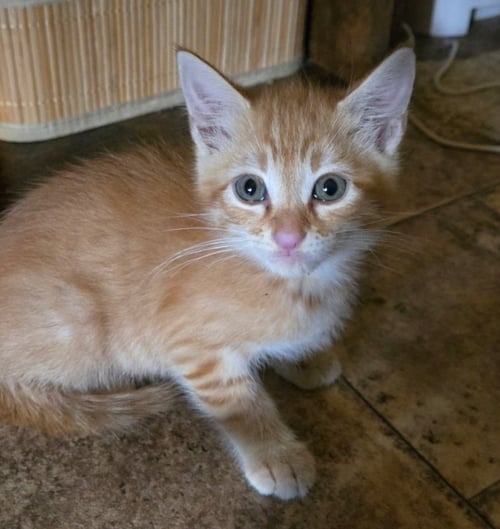 MIGHTY CAESAR - Domestic Short Hair / Tabby available for adoption