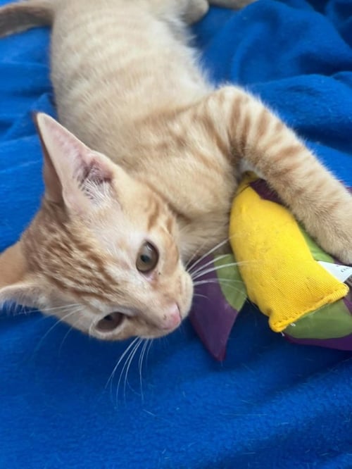 SRIRACHA - Domestic Short Hair / Tabby available for adoption