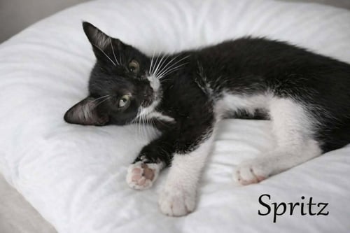 SPRITZ