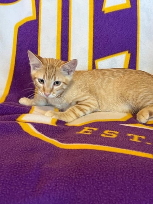 SPONGE BOB - Tabby / Domestic Short Hair available for adoption