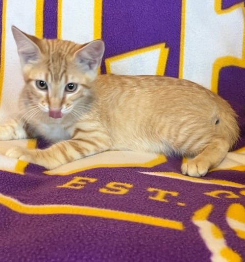 SPONGE BOB - Tabby / Domestic Short Hair available for adoption