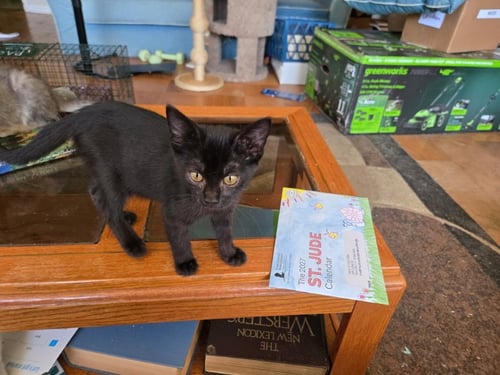 CATALIE COLE - Domestic Short Hair available for adoption