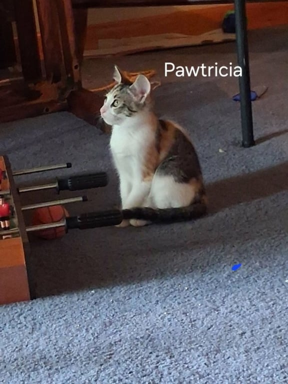 Pawtricia Image