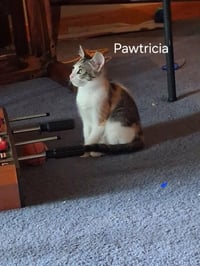 Pawtricia - Photo 1