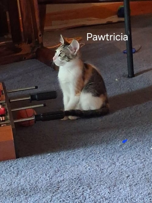 PAWTRICIA - Calico / Tabby available for adoption