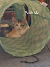 Pawtricia - Photo 3