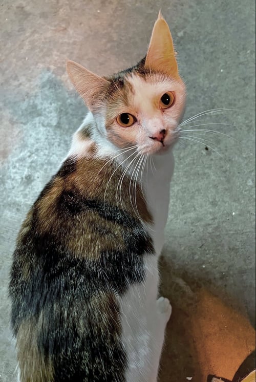 MIA - Calico available for adoption