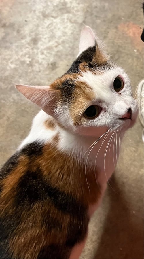 MIA - Calico available for adoption