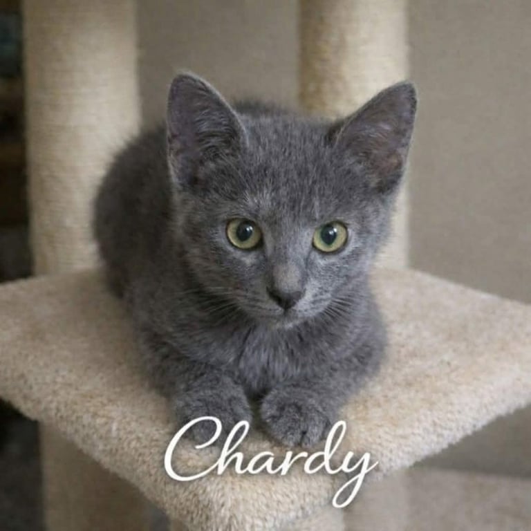Chardy Image